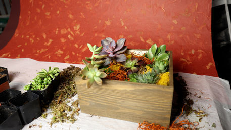 Plant & Form: A Succulent Design Experience image 3
