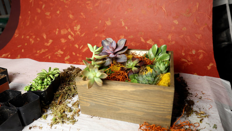 Plant & Form: A Succulent Design Experience image 4