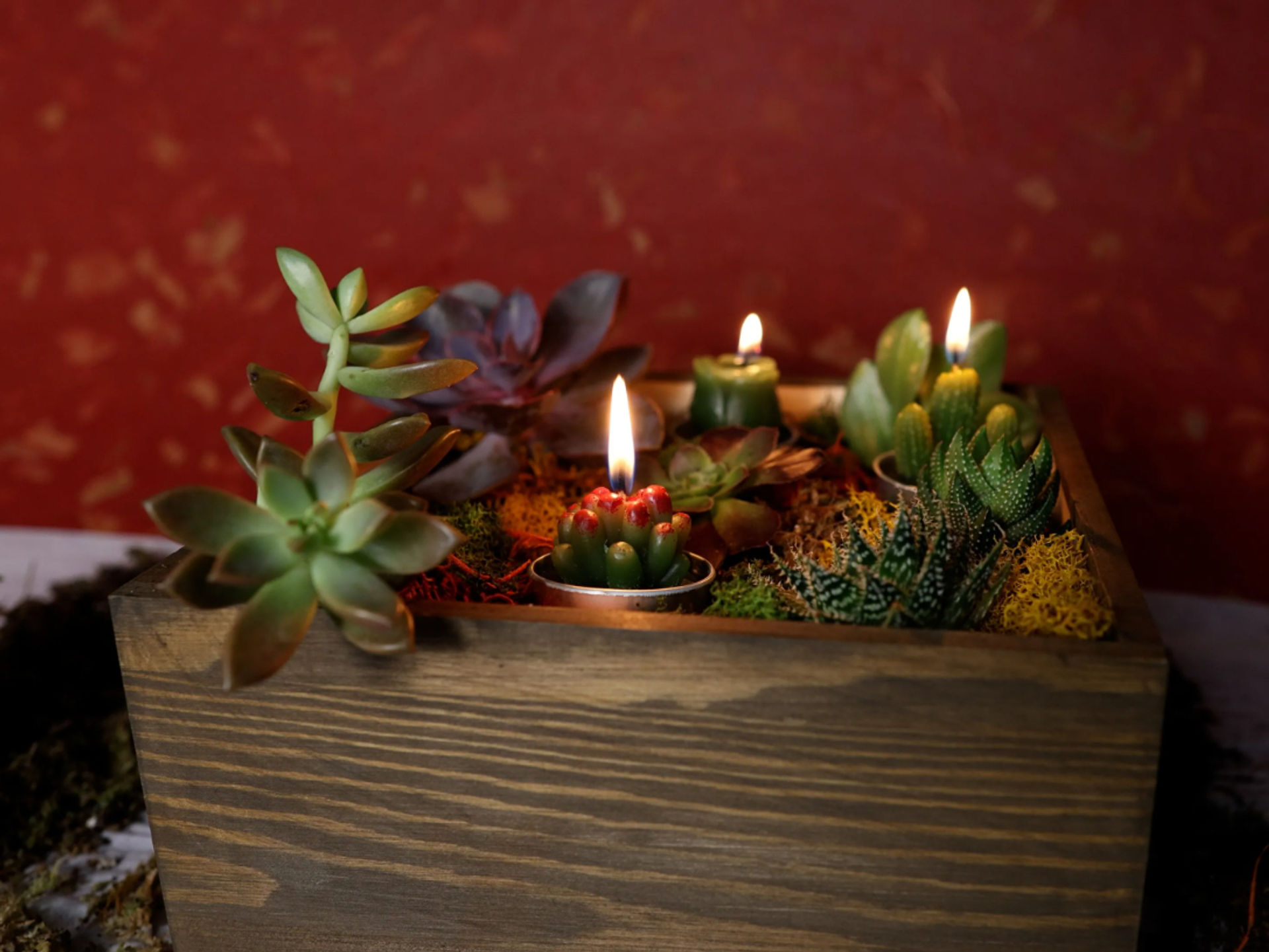 Plant & Form: A Succulent Design Experience image 1