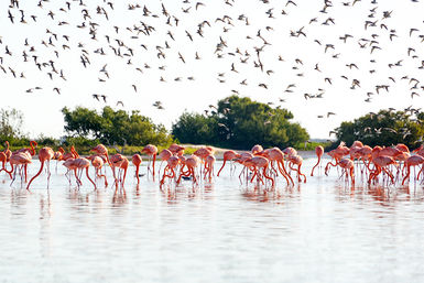 Rio Lagartos & Las Coloradas Tour image 4