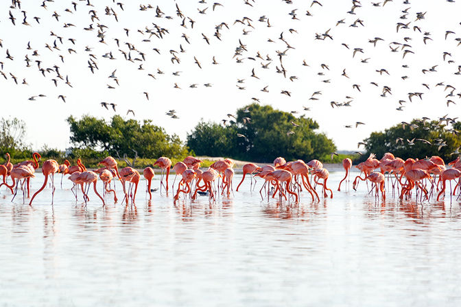 Rio Lagartos & Las Coloradas Tour image 4