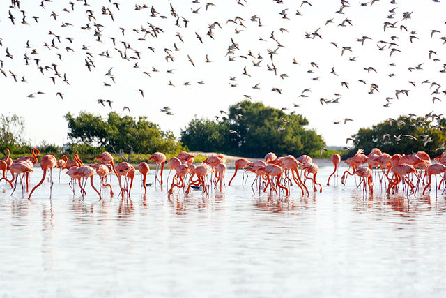 Rio Lagartos & Las Coloradas Tour image 4