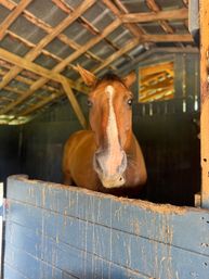 Pinot & Pasta Party at Your Airbnb or Local Horse Farm: A Home style Italian Feast with authentic recipes & Imported Treats! image 30