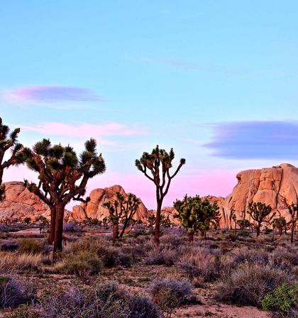 Joshua Tree National Park image 2