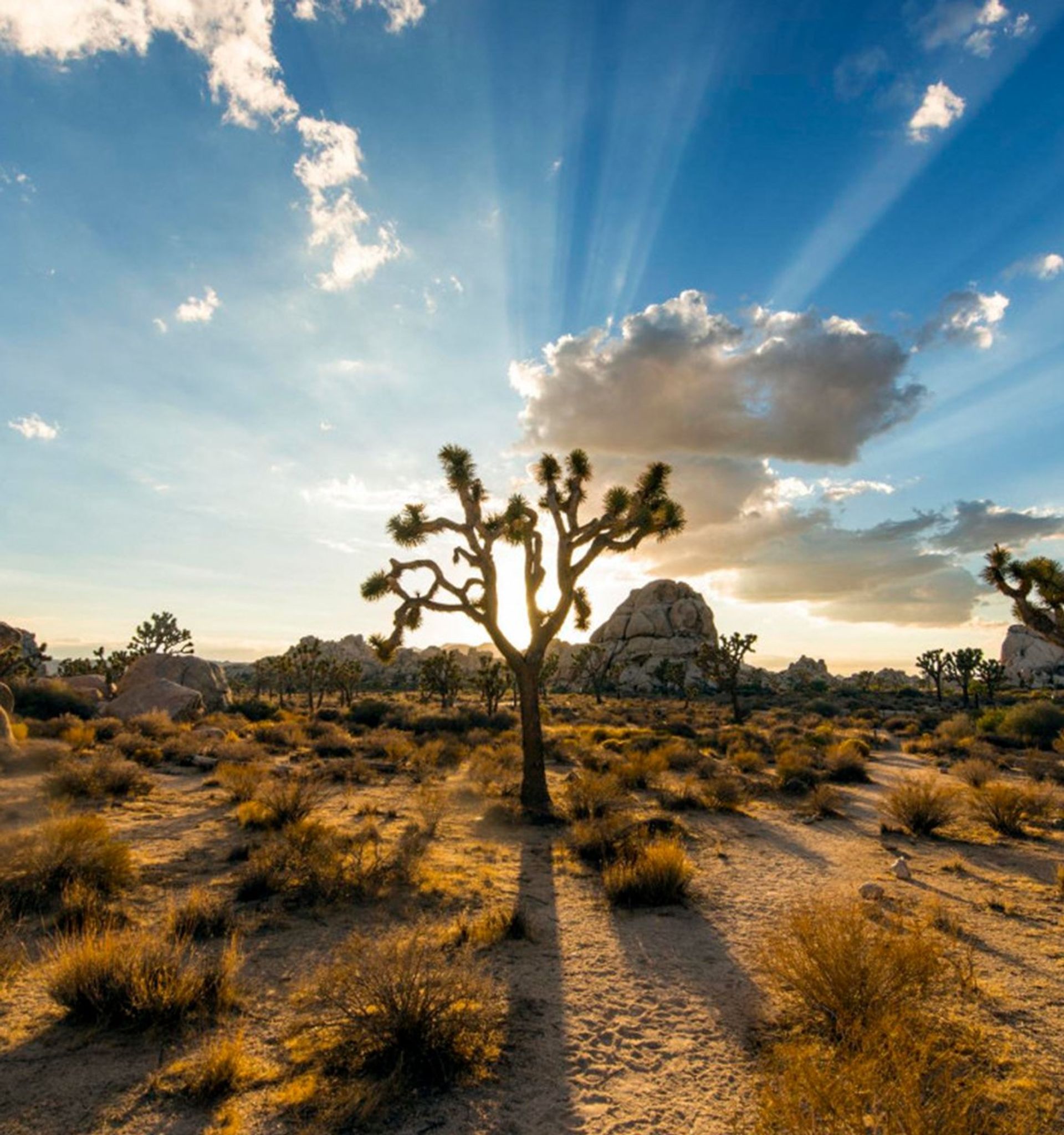 Joshua Tree National Park image 1