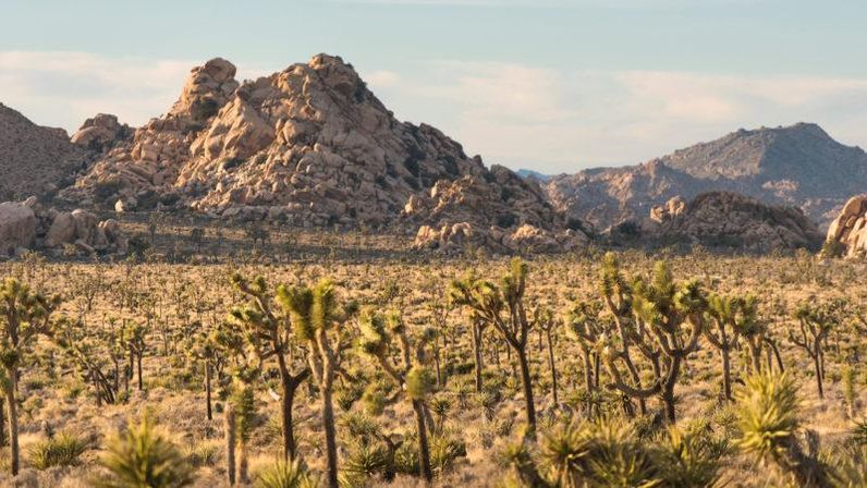 Joshua Tree National Park image 8