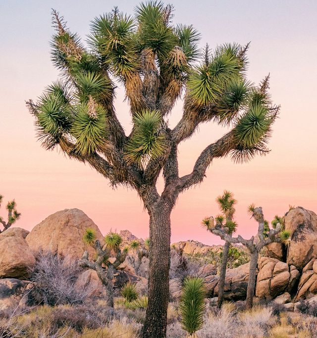 Joshua Tree National Park image 4