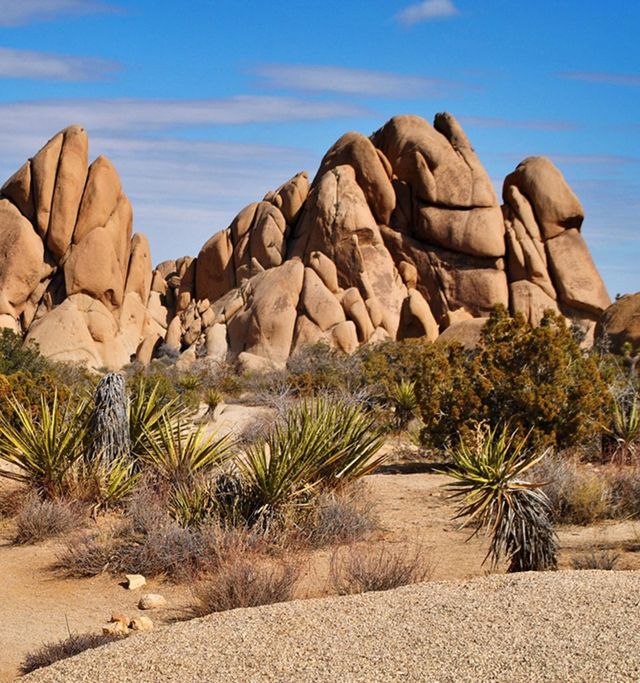 Joshua Tree National Park image 5