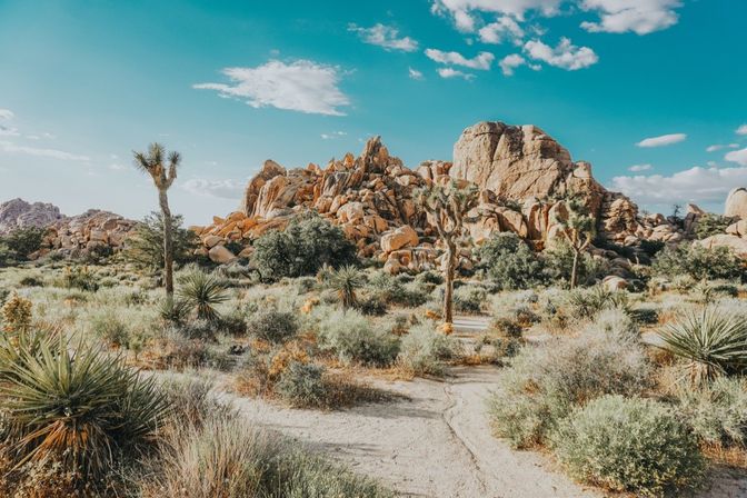 Joshua Tree National Park image 6