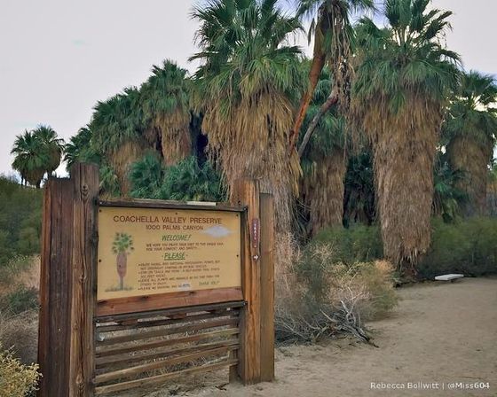 Coachella Valley Preserve image 3