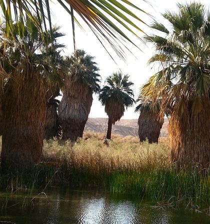 Coachella Valley Preserve image 6