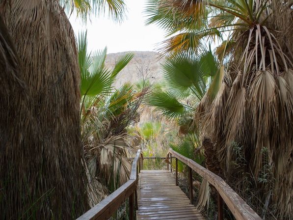 Coachella Valley Preserve image 4