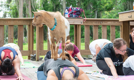 Goat Yoga Lakeside Under Gorgeous Oak Trees + Beer, Wine or Champagne After Class image 12