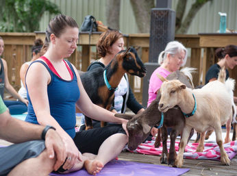 Goat Yoga Lakeside Under Gorgeous Oak Trees + Beer, Wine or Champagne After Class image 11