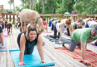 Goat Yoga Lakeside Under Gorgeous Oak Trees + Beer, Wine or Champagne After Class image 18