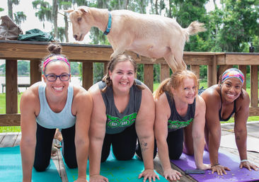 Goat Yoga Lakeside Under Gorgeous Oak Trees + Beer, Wine or Champagne After Class image 14