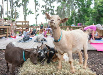 Goat Yoga Lakeside Under Gorgeous Oak Trees + Beer, Wine or Champagne After Class image 2