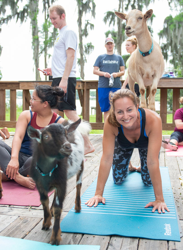 Goat Yoga Lakeside Under Gorgeous Oak Trees + Beer, Wine or Champagne After Class image 5