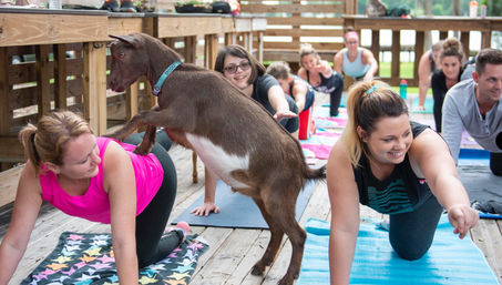 Goat Yoga Lakeside Under Gorgeous Oak Trees + Beer, Wine or Champagne After Class image 16
