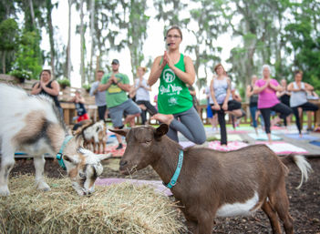 Goat Yoga Lakeside Under Gorgeous Oak Trees + Beer, Wine or Champagne After Class image 3