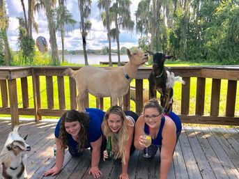 Goat Yoga Lakeside Under Gorgeous Oak Trees + Beer, Wine or Champagne After Class image 4