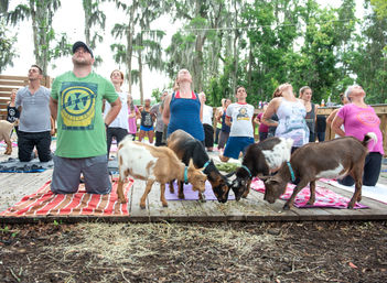 Goat Yoga Lakeside Under Gorgeous Oak Trees + Beer, Wine or Champagne After Class image 15