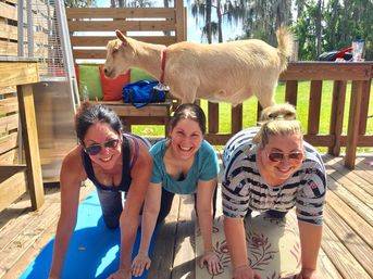 Goat Yoga Lakeside Under Gorgeous Oak Trees + Beer, Wine or Champagne After Class image 8
