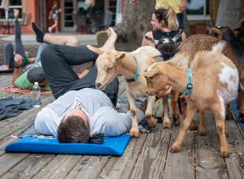 Goat Yoga Lakeside Under Gorgeous Oak Trees + Beer, Wine or Champagne After Class image 6