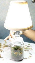 Light & Lush: Make a Living Lamp Terrarium image 4