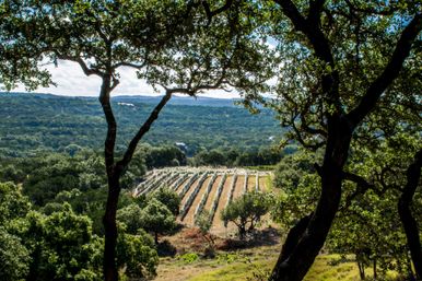 Dripping Springs Wine Tasting Tour with Luxury Shuttle image 4