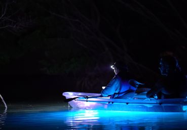 Night Time Glowing Clear Kayak Tour of Shell Key Preserve image 16