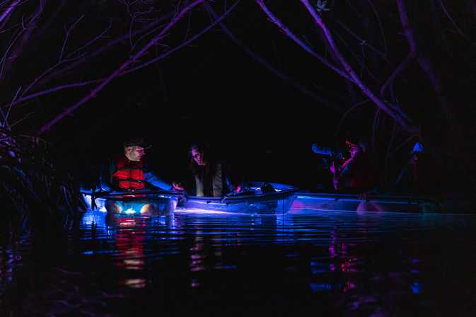 Night Time Glowing Clear Kayak Tour of Shell Key Preserve image 19