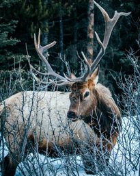 Custom Rocky Mountain & Front Range Tours image 2