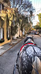 Explore Cobblestone Streets of Charleston with a Historic Horse Carriage or Walking Tour image 4