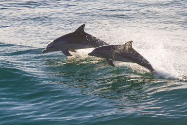 Pints and Pods Experience: Brewery Bus Tour + Sunset Dolphin Cruise with Live Music image 4