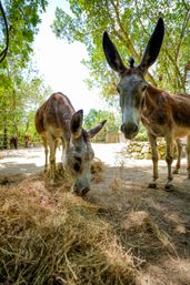Scape Park & Blue Cenote Full Day Adventure image 8