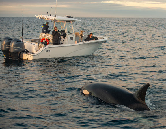 White center-console boat with people and a dog watching a surfacing orca (killer whale) in calm open ocean at golden hour, wildlife-watching scene