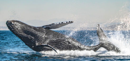 Humpback whale breaching in blue coastal waters, massive body and tail rising with dramatic spray — vibrant whale-watching ocean scene