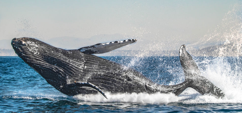Humpback whale breaching in blue coastal waters, massive body and tail rising with dramatic spray — vibrant whale-watching ocean scene