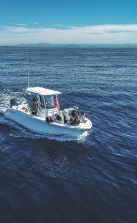 Signature Dolphin and Whale Watching Trip image 11