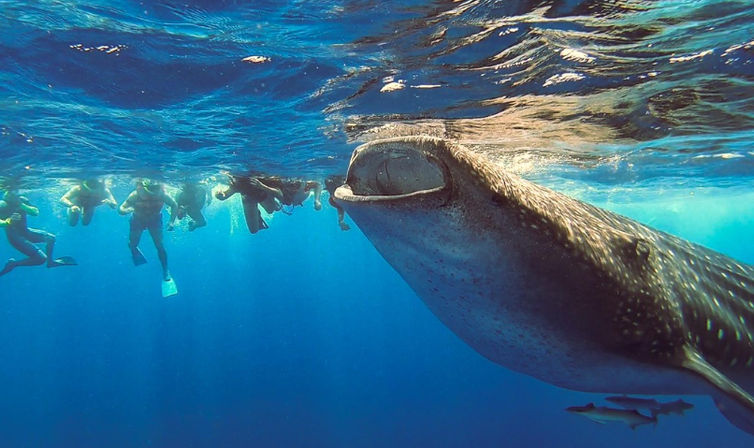 Frogman Private Tours: Diving, Snorkeling, Cenotes, Ruins & Cerveza image 9