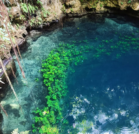 Frogman Private Tours: Diving, Snorkeling, Cenotes, Ruins & Cerveza image 6