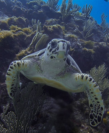 Frogman Private Tours: Diving, Snorkeling, Cenotes, Ruins & Cerveza image 8