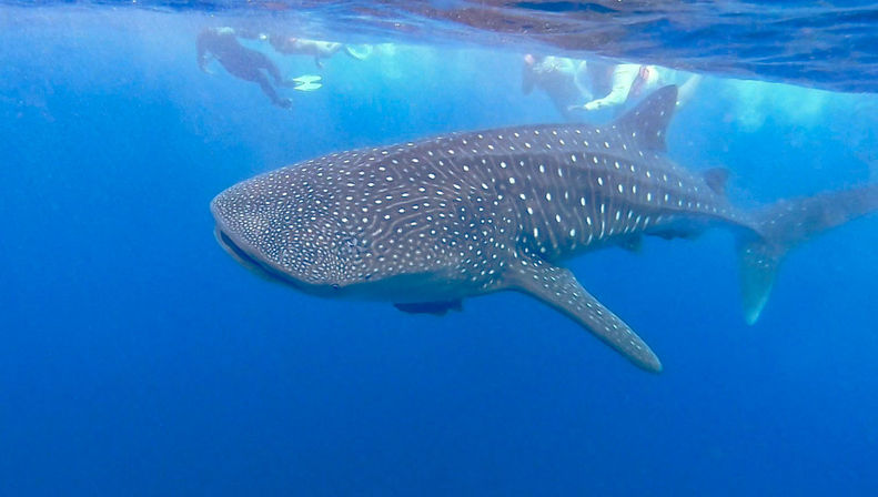 Frogman Private Tours: Diving, Snorkeling, Cenotes, Ruins & Cerveza image 10