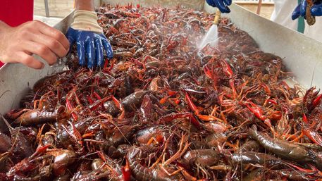 Traditional Hands-on New Orleans Crawfish Boil Fiesta image 2