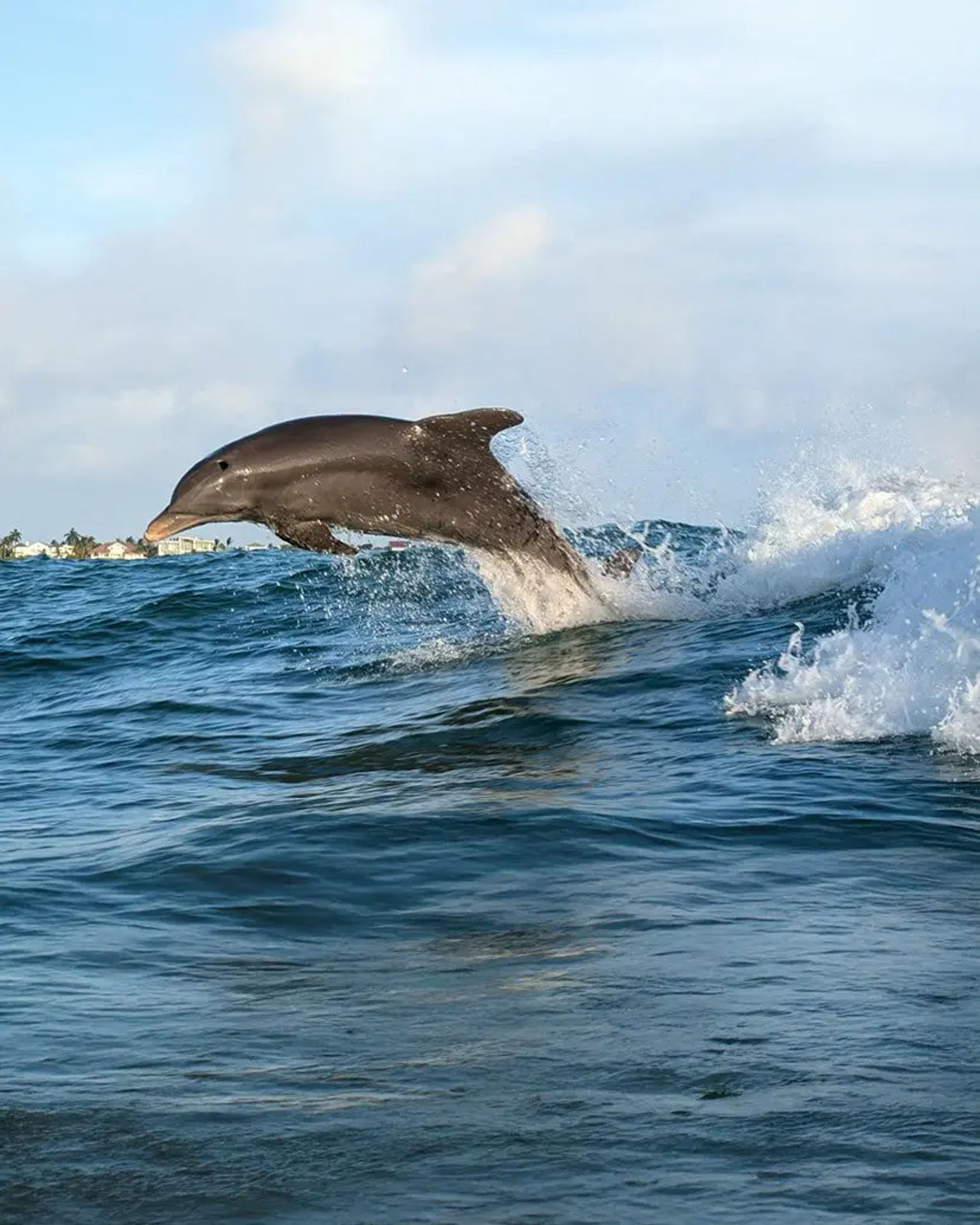   All Aboard Myrtle Beach's Only Dolphin & Island Catamaran Cruise image 2