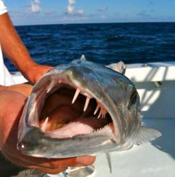 Luxury Yacht Fishing Charter Experience on a 70' Hatteras VIP Sportfish image 7