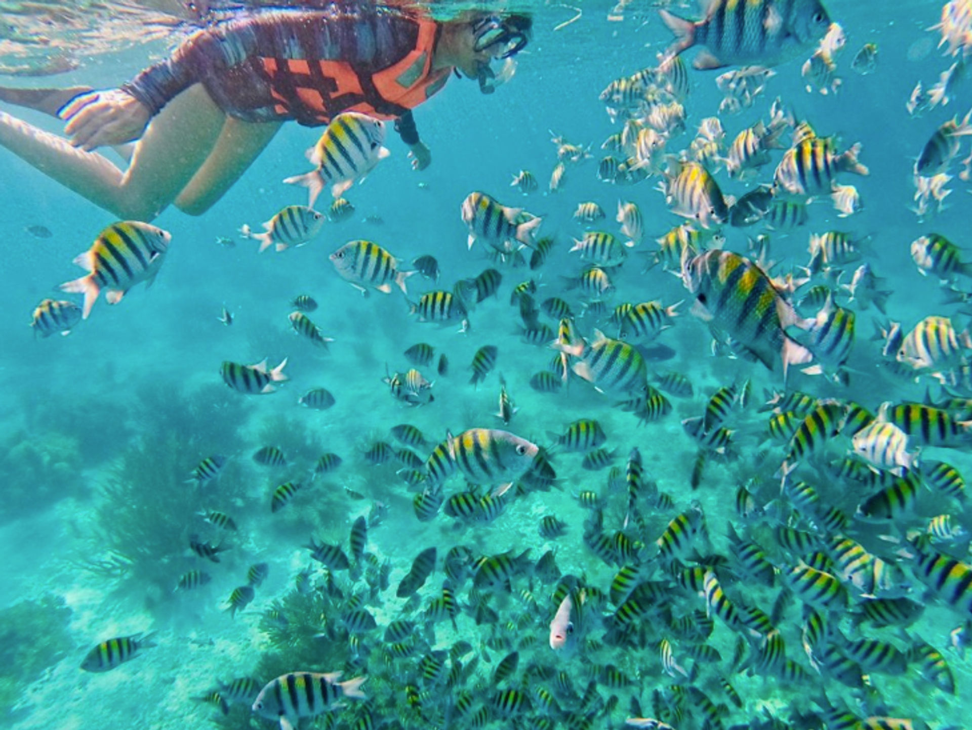 Ultimate Bachelor Boat Trip in Cancun: Fishing & Snorkeling Combo Package image 2