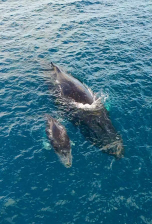 Whale Watch Sailing Tour (Up to 6 Passengers) image 9