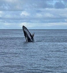 Whale Watch Sailing Tour (Up to 6 Passengers) image 18